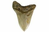 Fossil Megalodon Tooth - North Carolina #167015-2